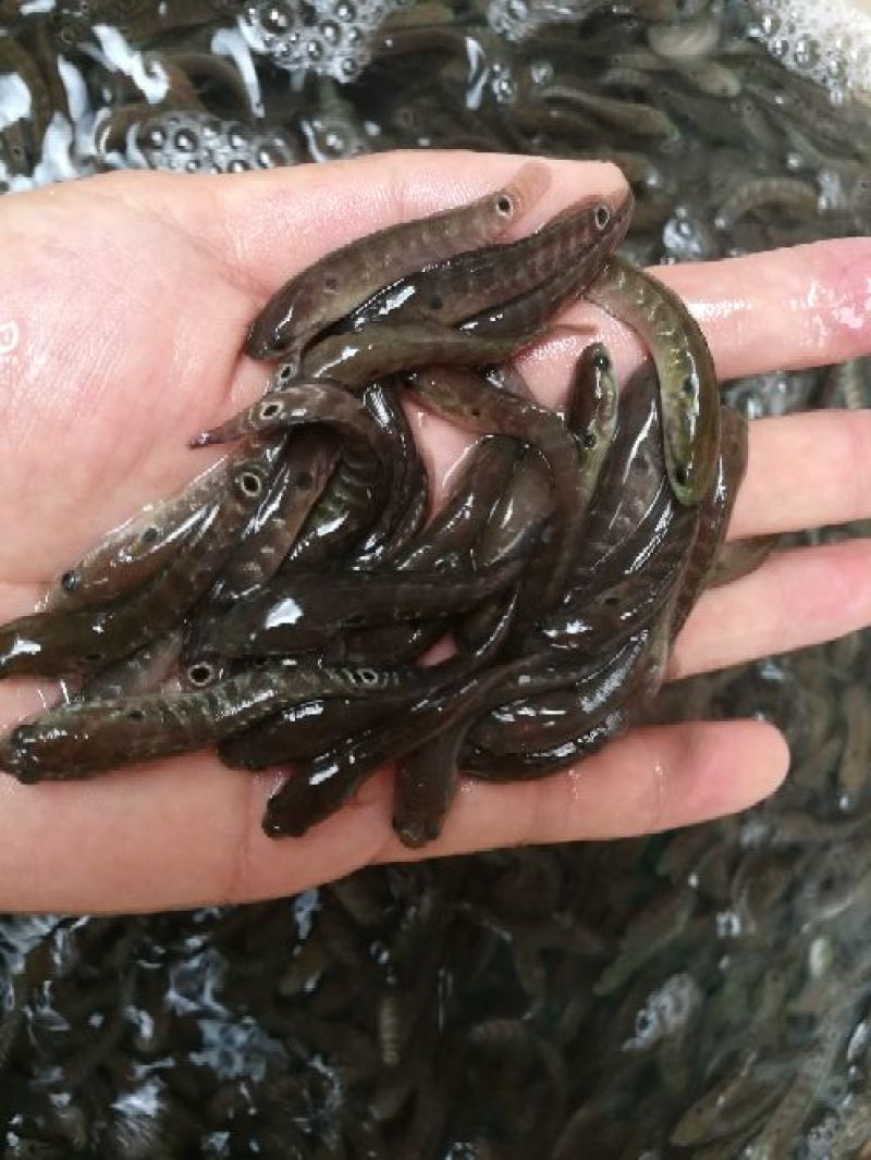 月鳢鱼苗七星鱼苗