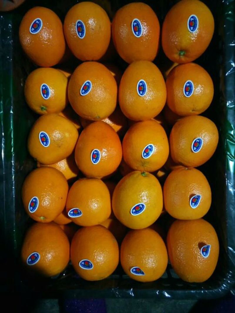 7904脐橙量大更优惠，保质保量诚信商家