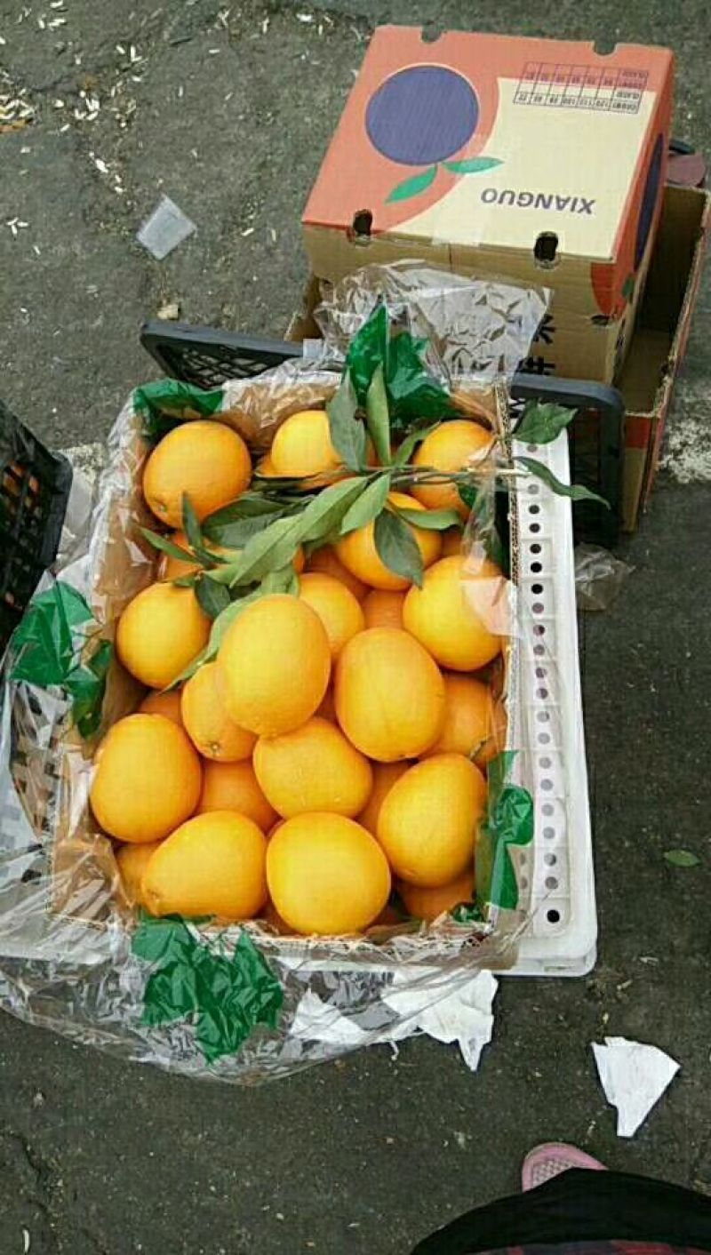 7904脐橙量大更优惠，保质保量诚信商家