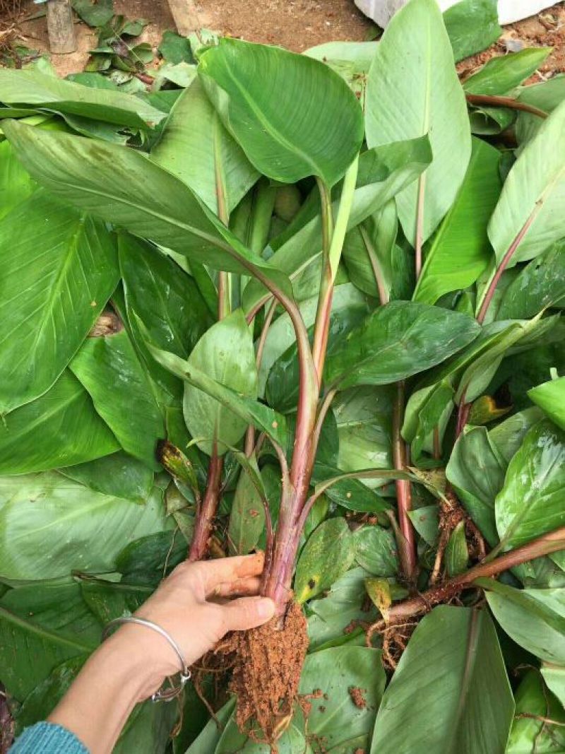 香蕉苗1~2年一级良种