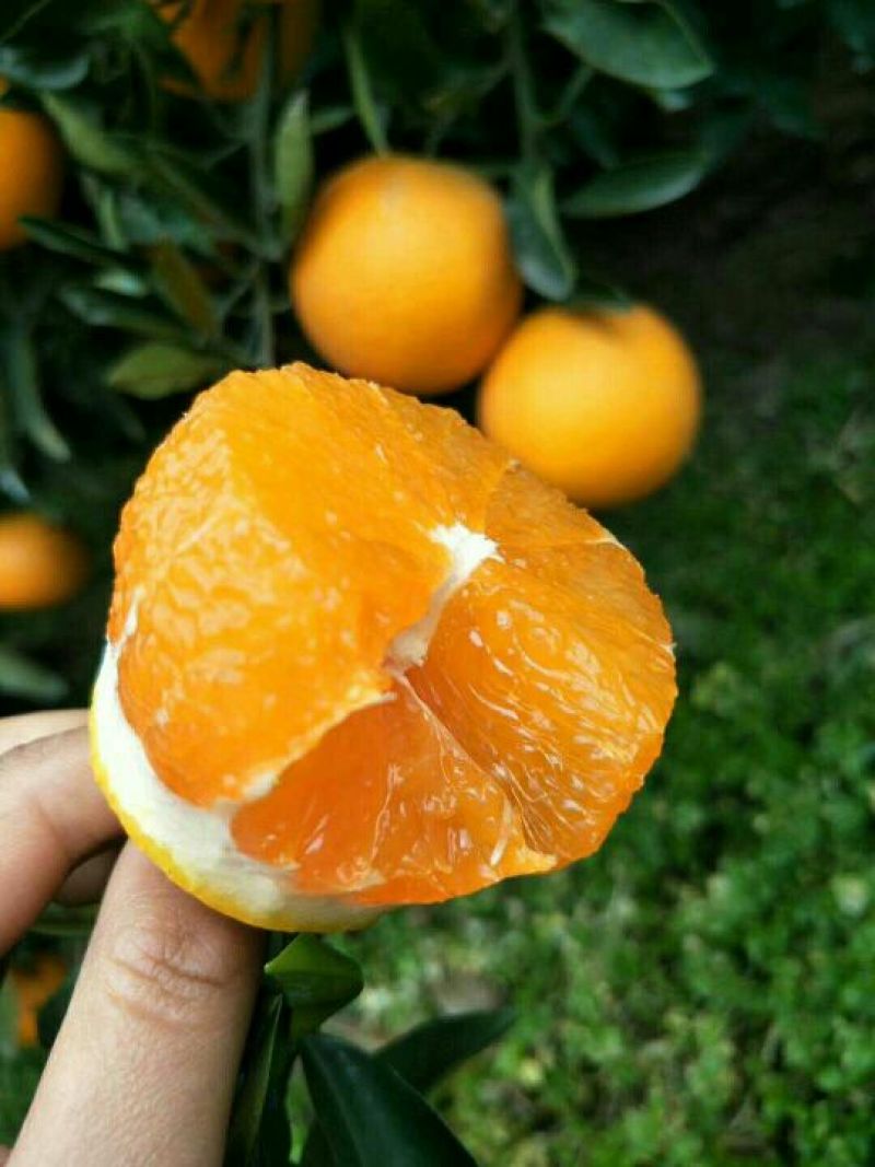 普通甜橙保质保量果园看货采摘欢迎订购