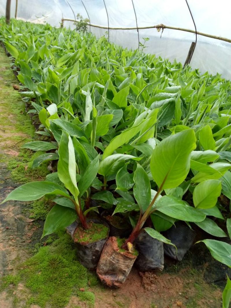 红香蕉苗原种1~2年