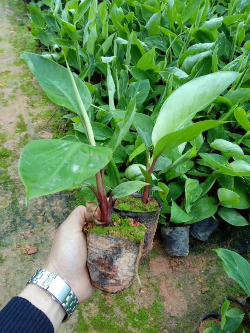 红香蕉苗原种1~2年