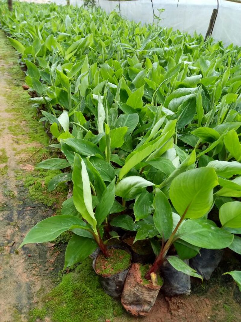 红香蕉苗原种1~2年