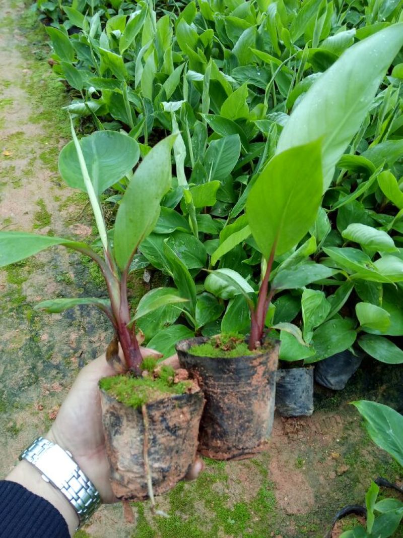红香蕉苗原种1~2年