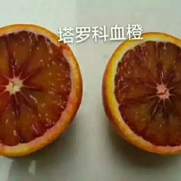 塔罗科血橙基地直供，看货采摘诚信经营