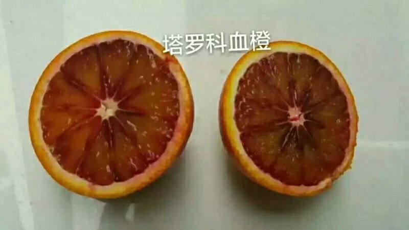 塔罗科血橙基地直供，看货采摘诚信经营