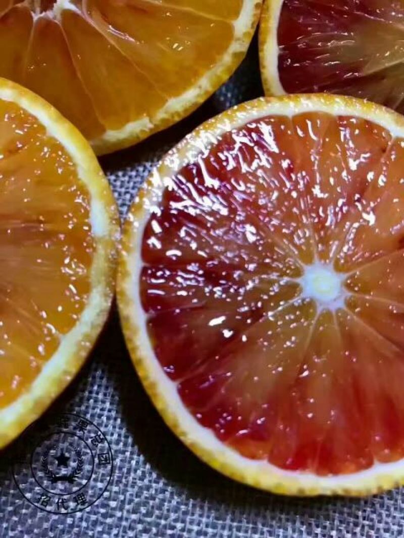 塔罗科血橙基地直供，看货采摘诚信经营