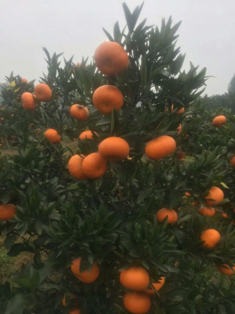 永春芦柑产地看货采摘，保质保量支持打款发货