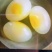 鸽蛋