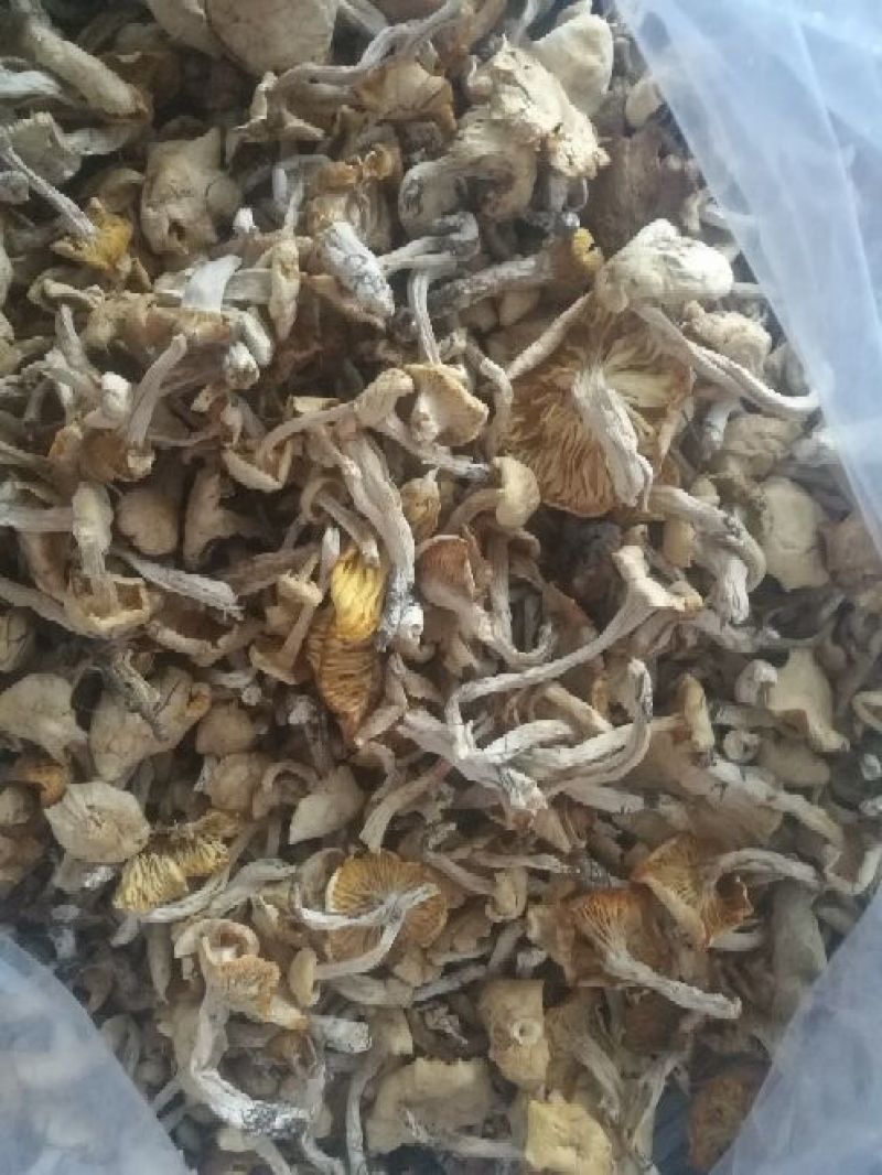 白油蘑