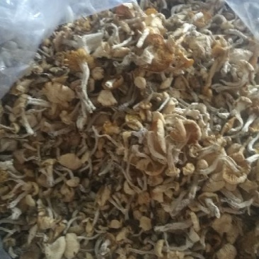 白油蘑