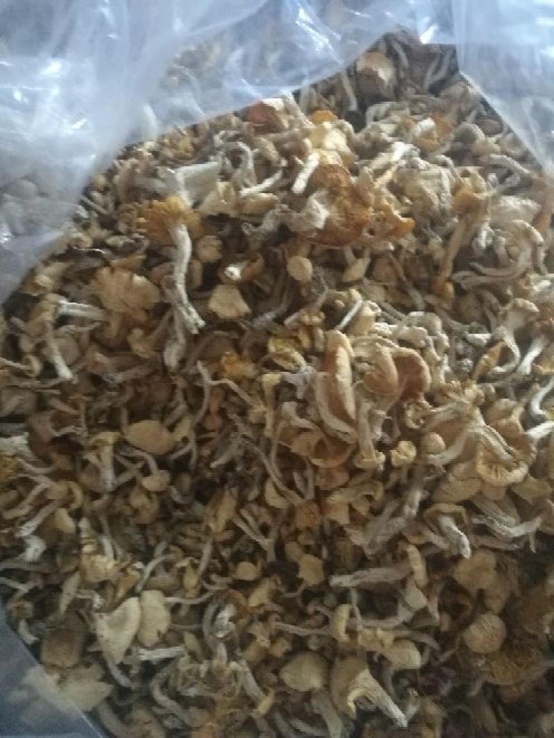 白油蘑
