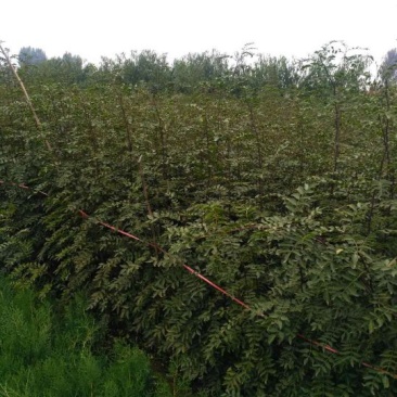 出售自家苗圃里的花椒苗0.5~1年花椒苗