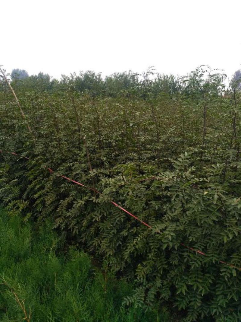 出售自家苗圃里的花椒苗0.5~1年花椒苗