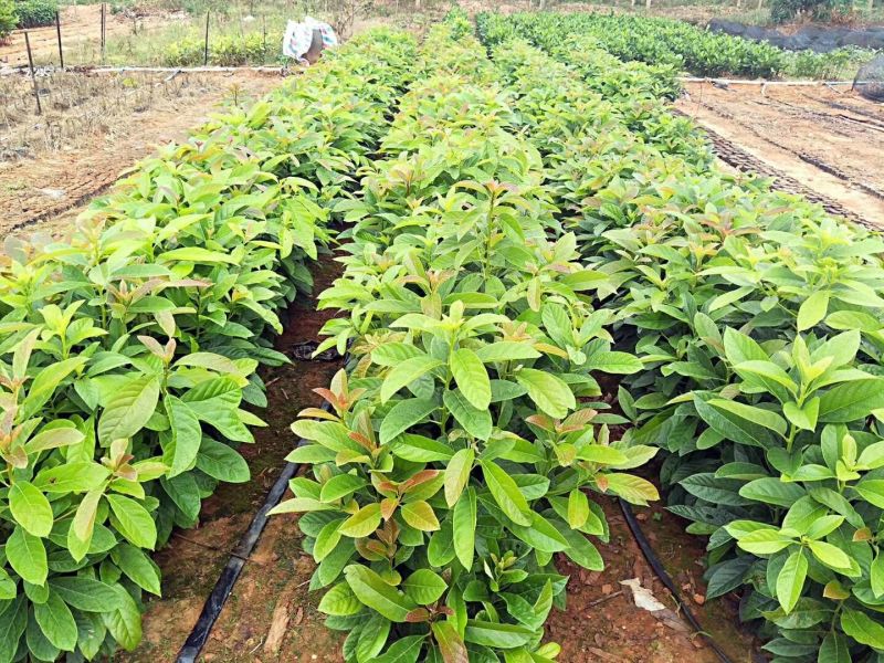 牛油果苗营养杯苗20~30cm量大从优