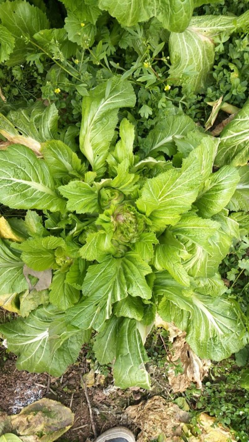青菜30cm以上