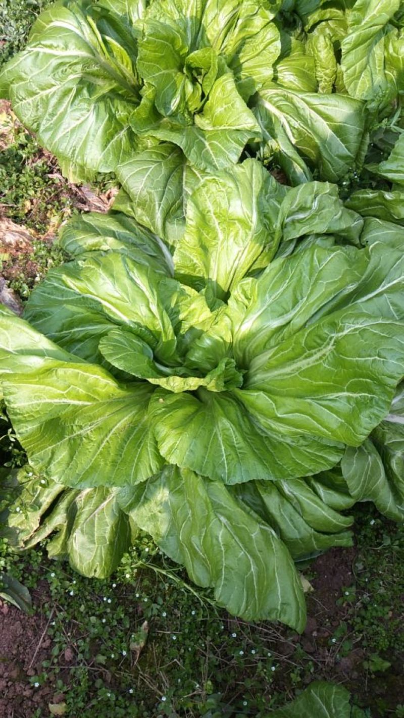 青菜30cm以上