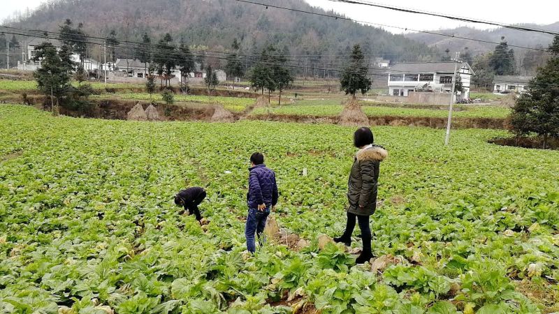 儿菜2两以上