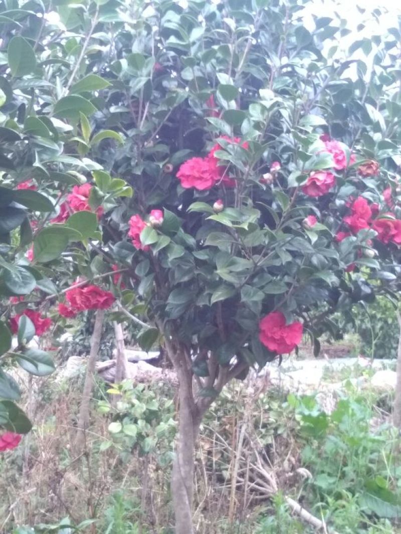 茶花树140cm以上