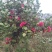 茶花树140cm以上