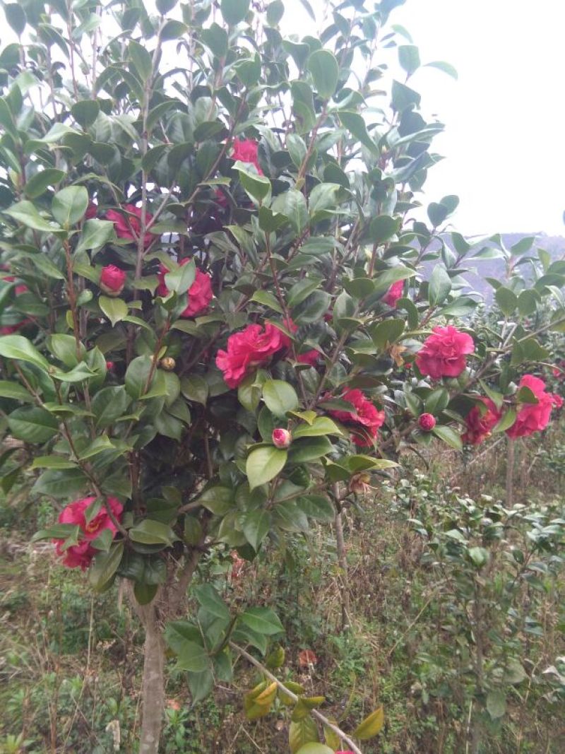 茶花树140cm以上