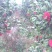 茶花树140cm以上