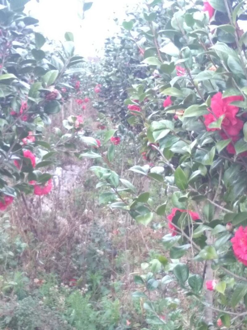 茶花树140cm以上