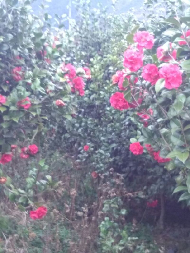 茶花树140cm以上