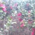 茶花树140cm以上