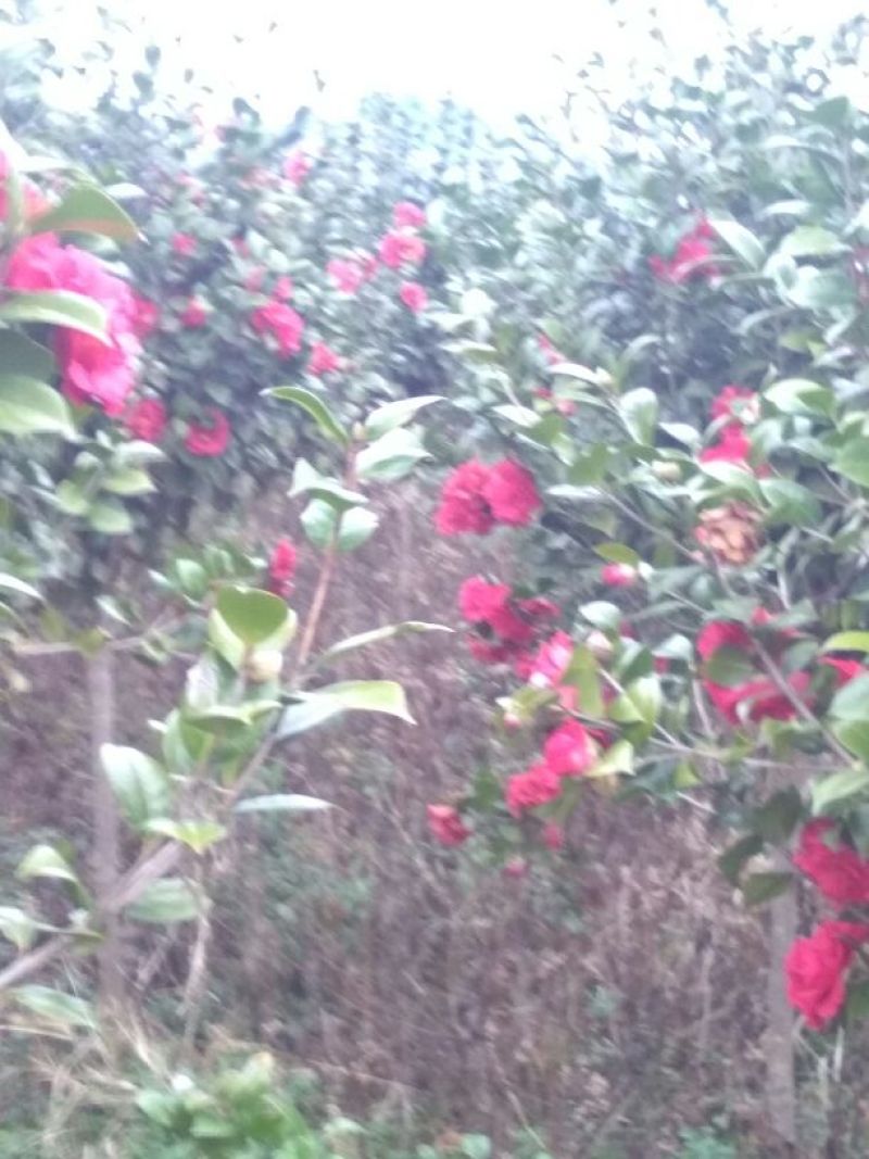 茶花树140cm以上