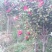 茶花树140cm以上