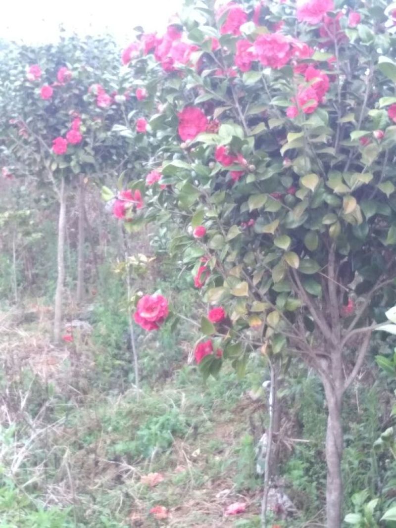 茶花树140cm以上