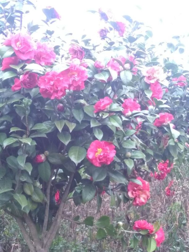 茶花树140cm以上