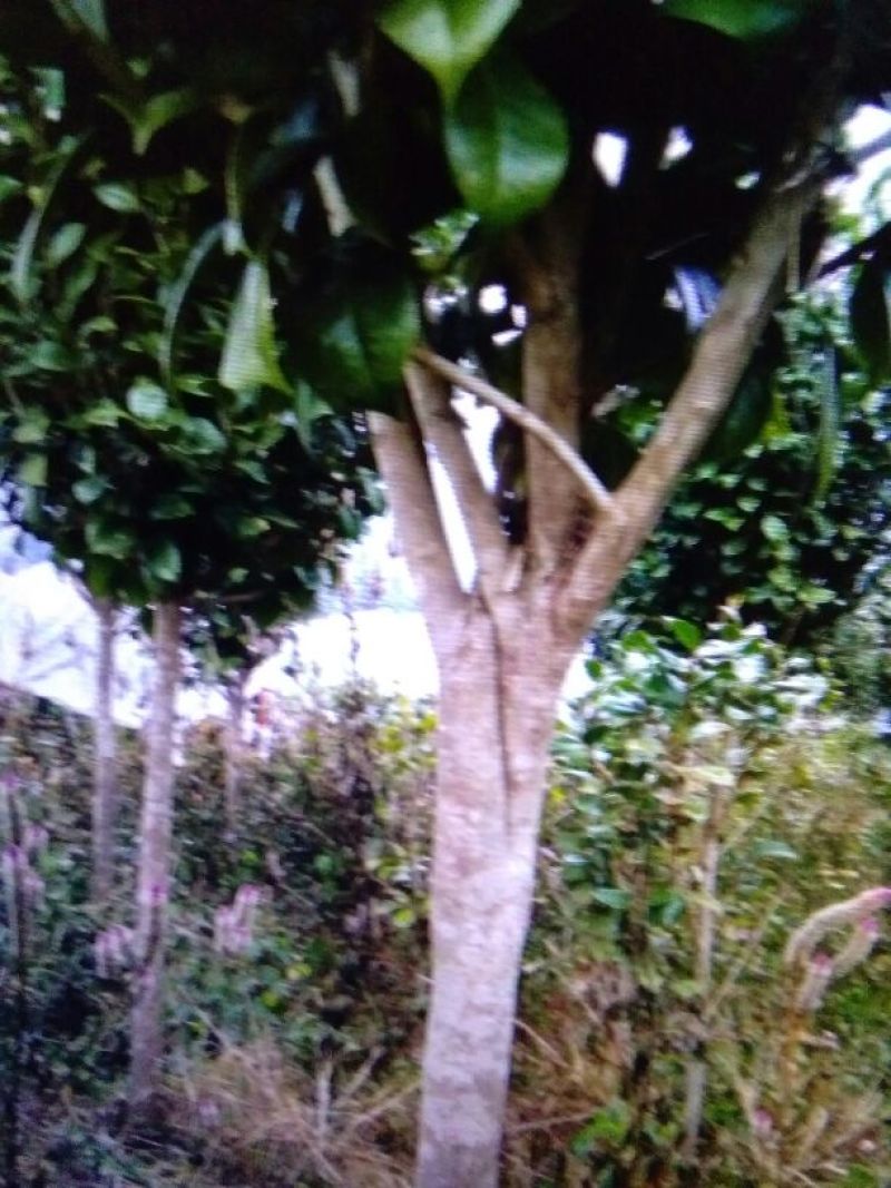 茶花树140cm以上