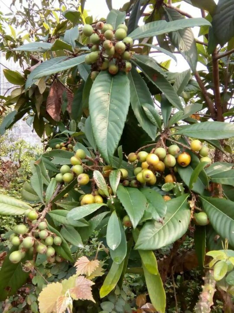 枇杷树苗30~50cm