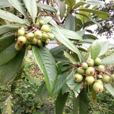枇杷树苗30~50cm