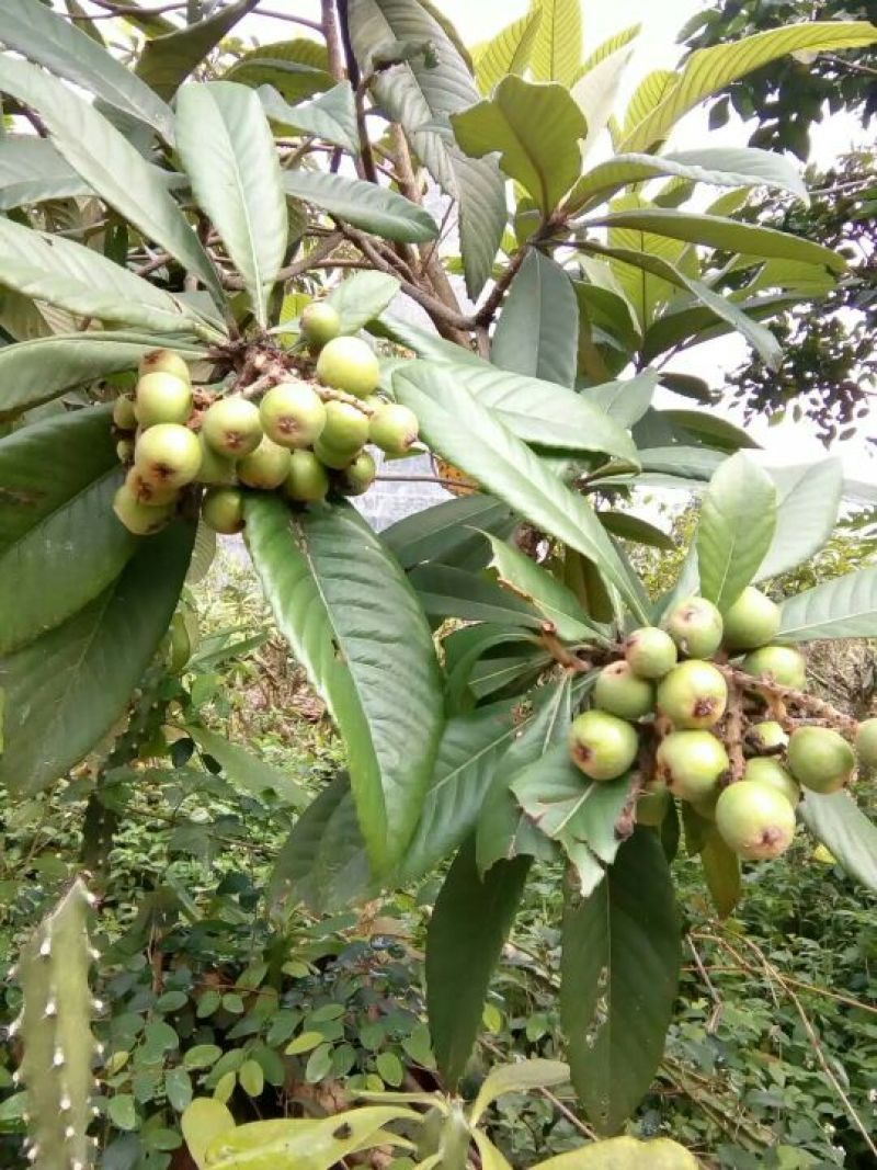 枇杷树苗30~50cm
