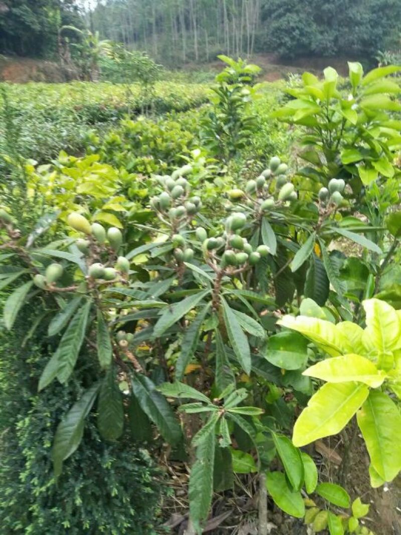 枇杷树苗30~50cm