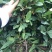 神秘果苗
