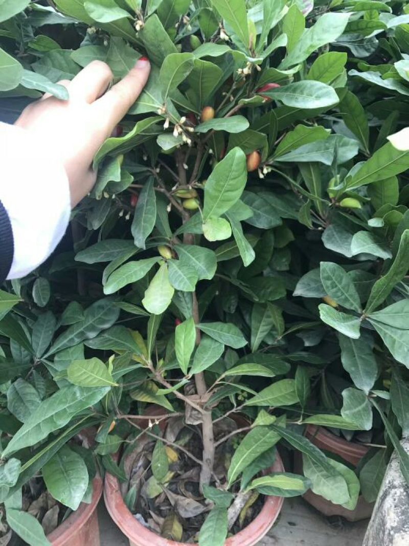 神秘果苗