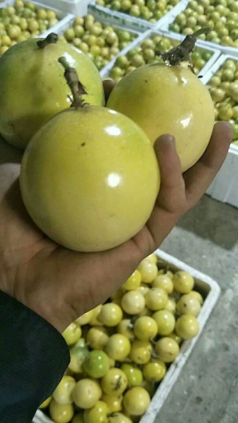 百香果苗10~20cm