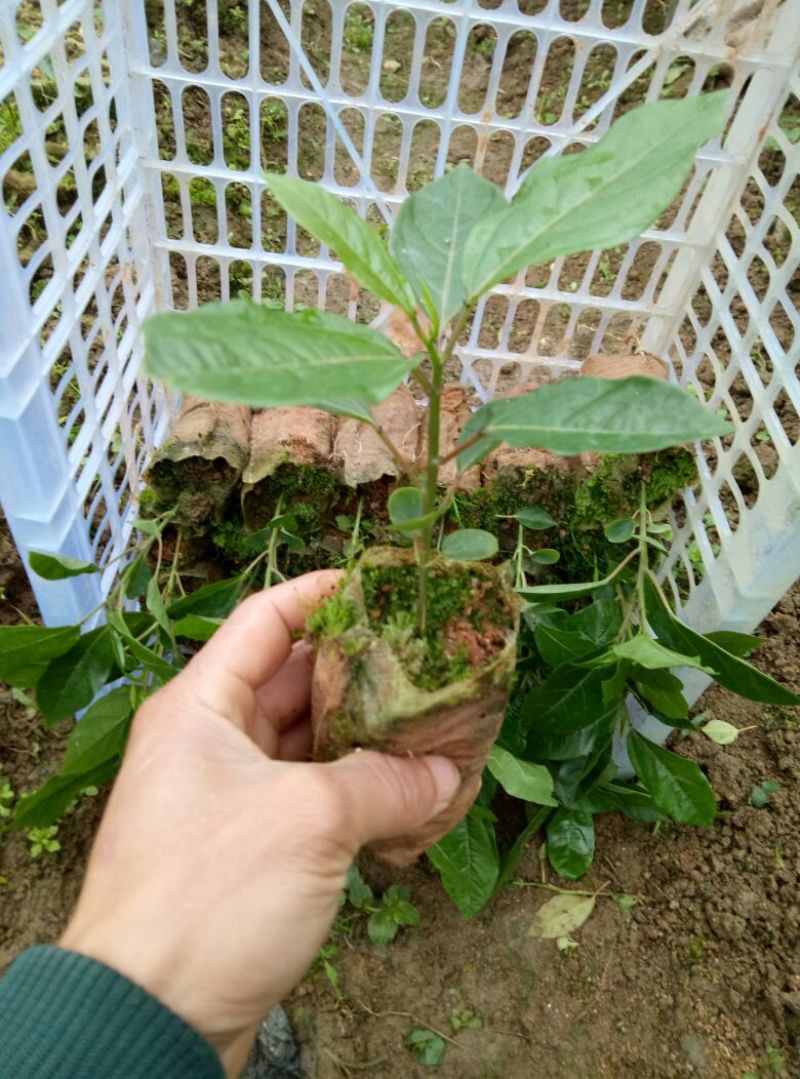百香果苗10~20cm