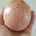 百香果苗10~20cm