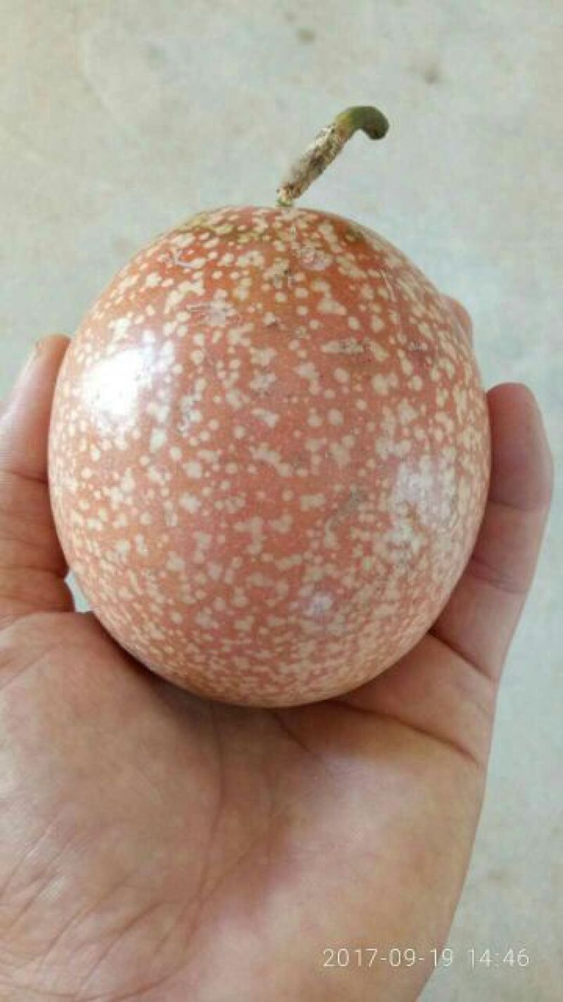 百香果苗10~20cm