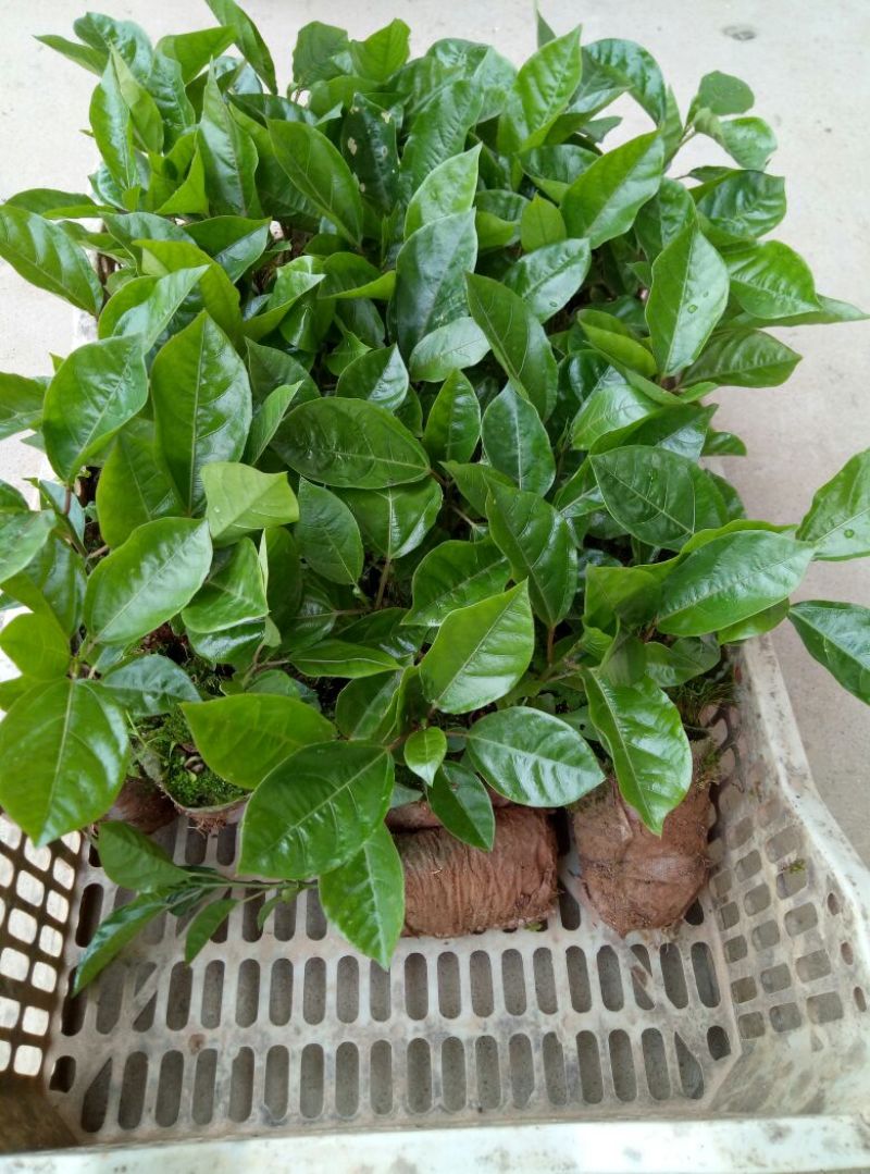 百香果苗10~20cm