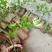 百香果苗10~20cm