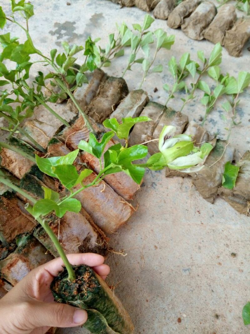 百香果苗10~20cm