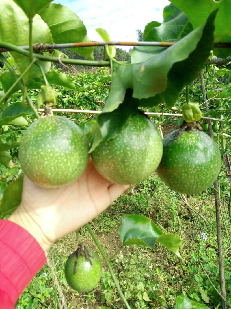 百香果苗10~20cm
