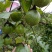 百香果苗10~20cm